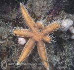 Seven-armed starfish