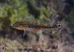 Two-spot goby
