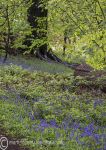 Bluebell walk