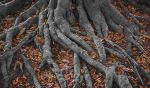 Tree Roots