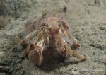 Hermit crab