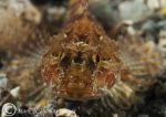 Scorpionfish -red