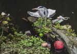 Grey heron & rubbish