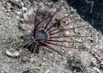 Tube anemone