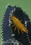 Amphipod on glove