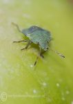 Green shield bug