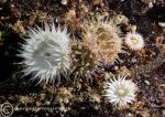 Sagartia anemones