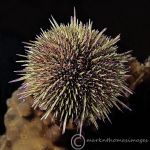 Green sea urchin