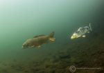 Carp duo