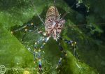 Prawn on lettuce