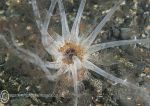 Gravel sea cucumber