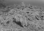 Cuttlefish b&w