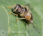 Hover Fly 