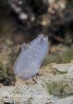 Ascidiella aspersa - sea squirt