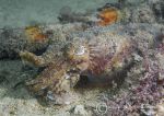 Cuttlefish