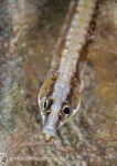 Pipefish