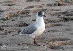 Common tern