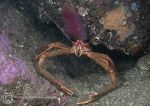 Long-legged squat lobster