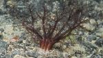 Brown sea cucumber