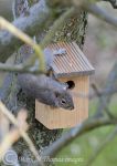 grey squirrel