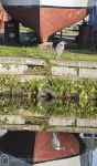 Boat yard heron  - River Weaver Reflections