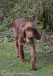 Finbar - fetching ball