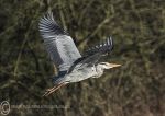 Grey Heron - take off