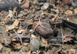 Sand brittlestars