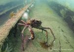 spider crab on James Eagan Layne