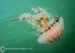 Compass jellyfish