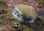 Queen scallop