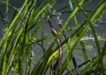 Pipefish in sea grass