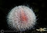 Urchin