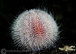 Urchin