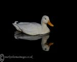 White duck