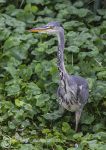 Grey heron