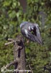 pigeon taking off