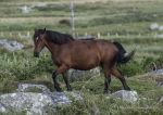 Connemara pony