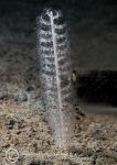 Slender sea pen