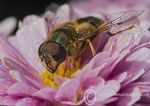 Hover Fly