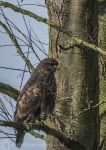 Buzzard