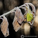 Frost & leaves