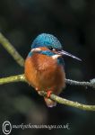 Kingfisher 1