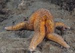 Common starfish - feeding