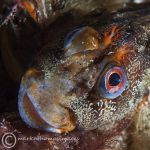 Tompot Blenny