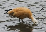 Ruddy Shelduck