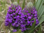 Marsh orchids