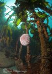 urchin on kelp