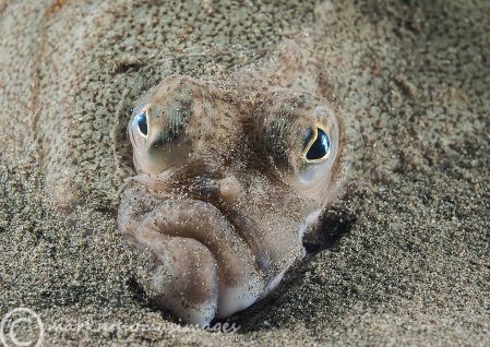 Plaice-Face2.jpg