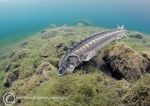 Sturgeon - feeding